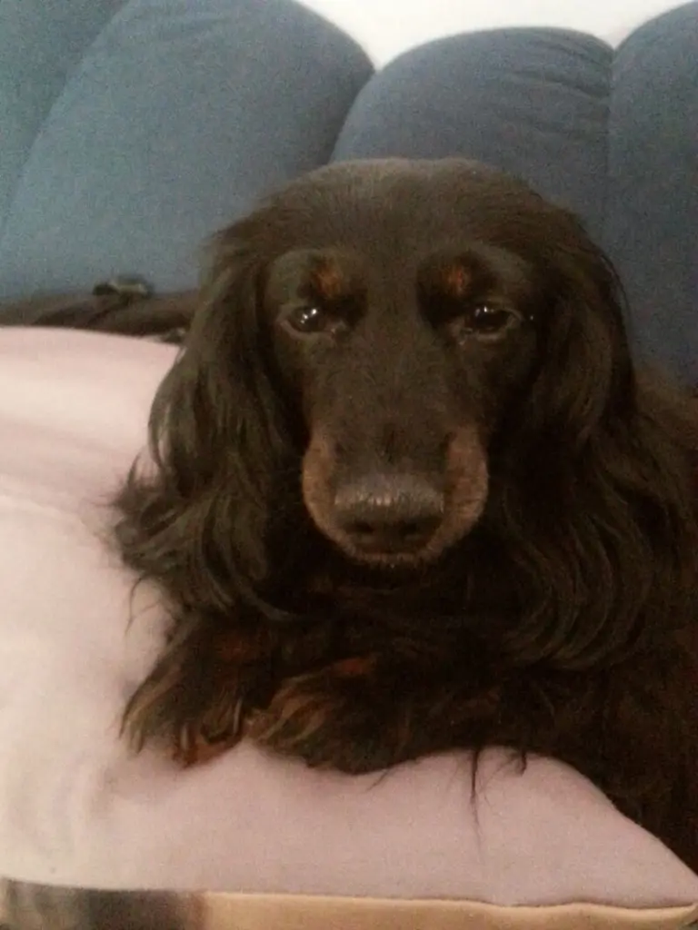 Andachtsbild von Vanessa