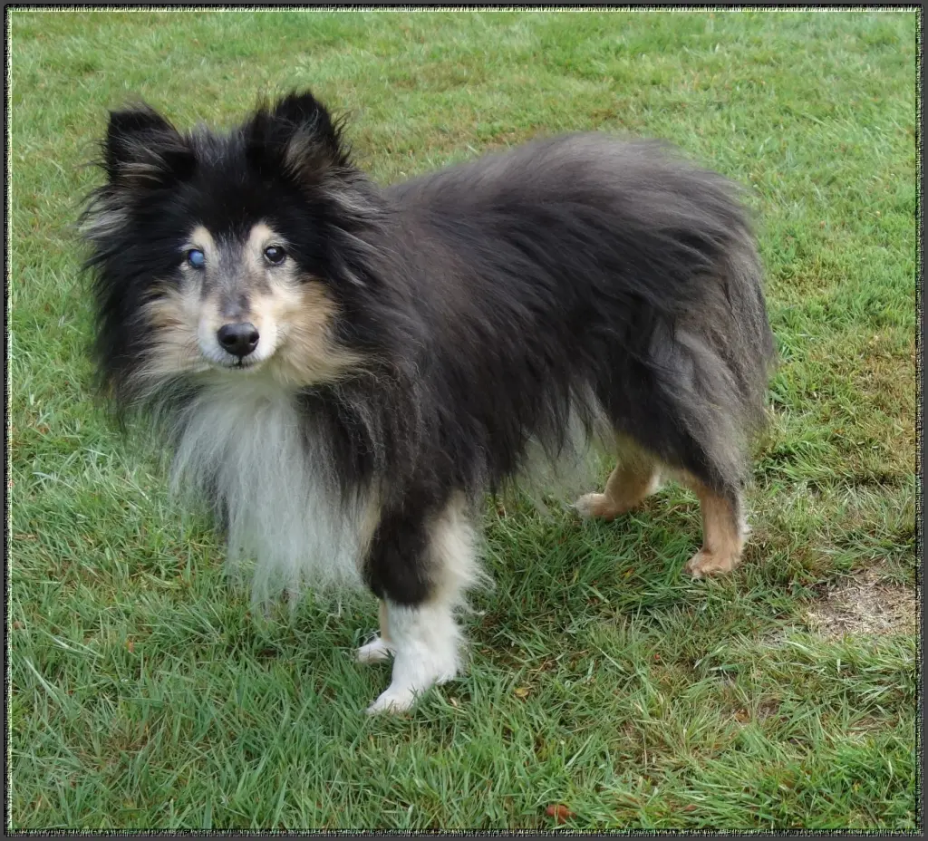 Andachtsbild von Collie in Not