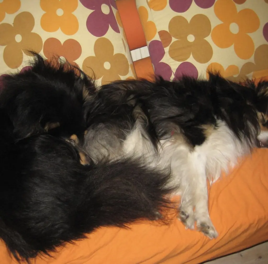 Andachtsbild von Charlotte