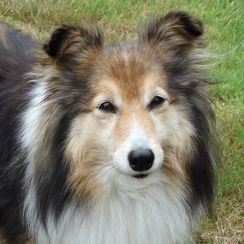 Andachtsbild von Collie in Not