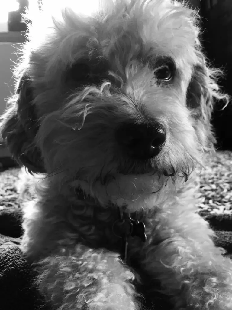 Condolence image of Heike