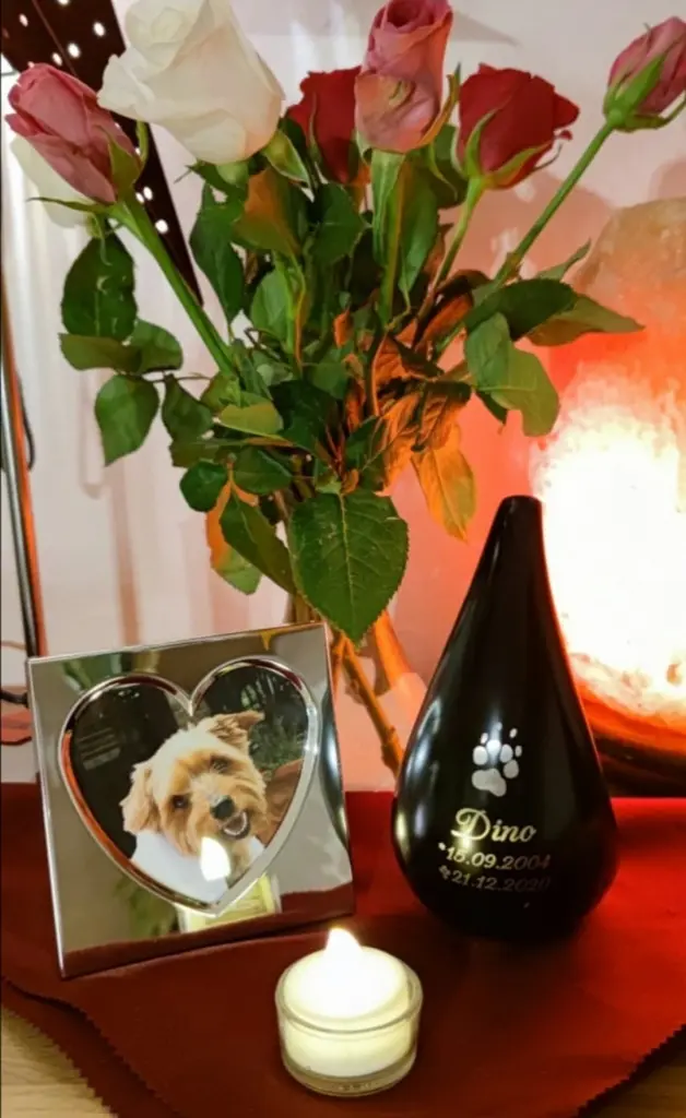 Image from Dino