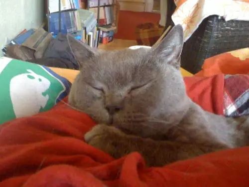 Image from filouchen