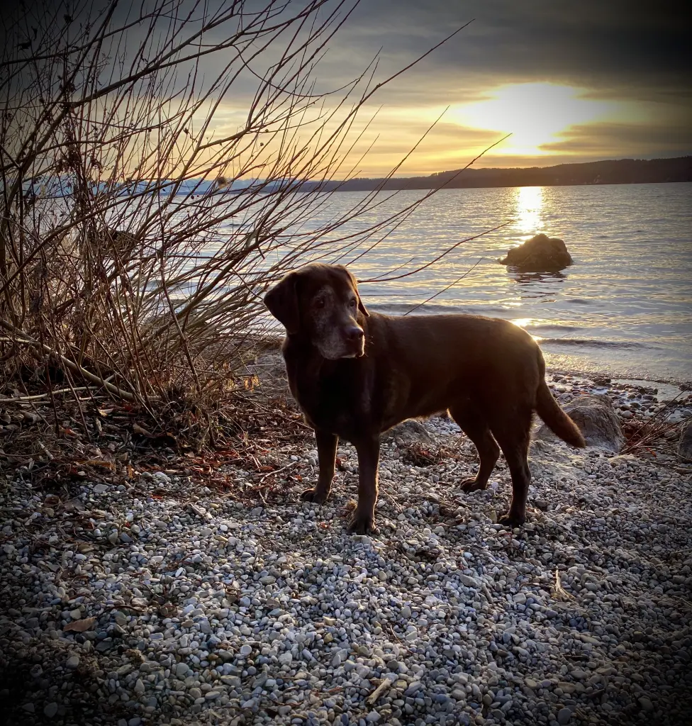 Image from Coco
