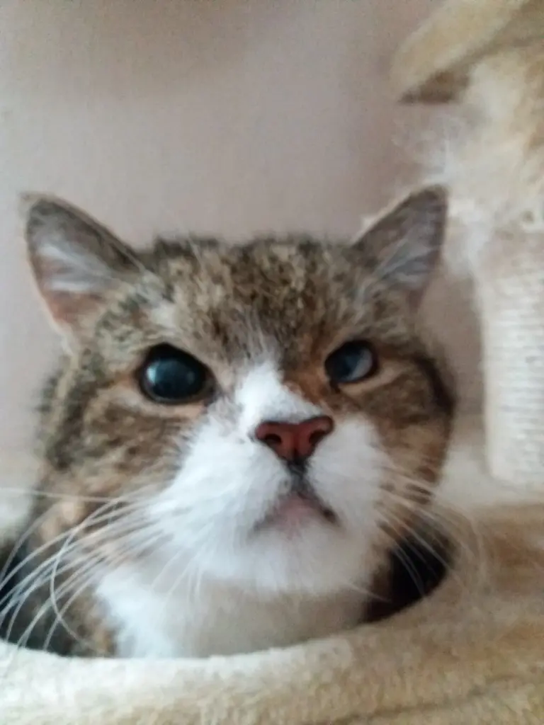 Image from Baileys