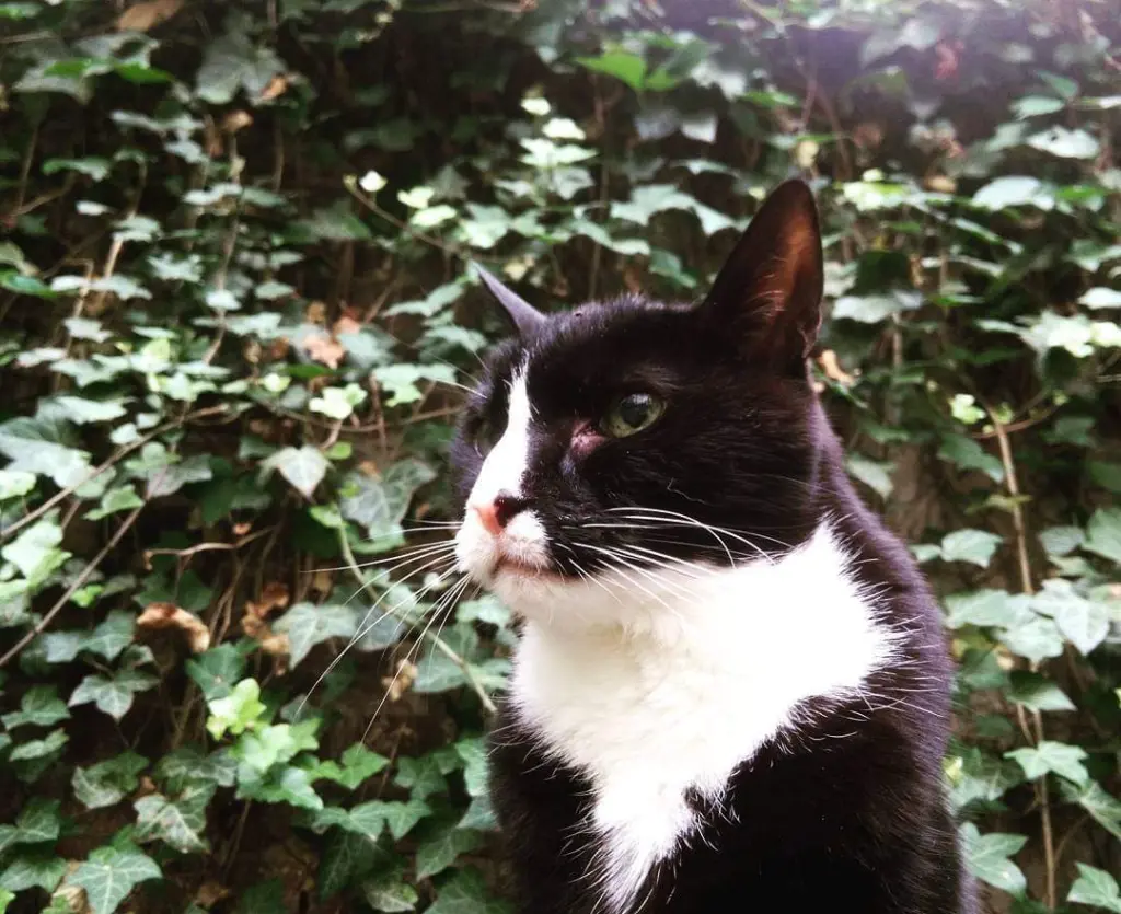 Image from Piki the Mighty Kat