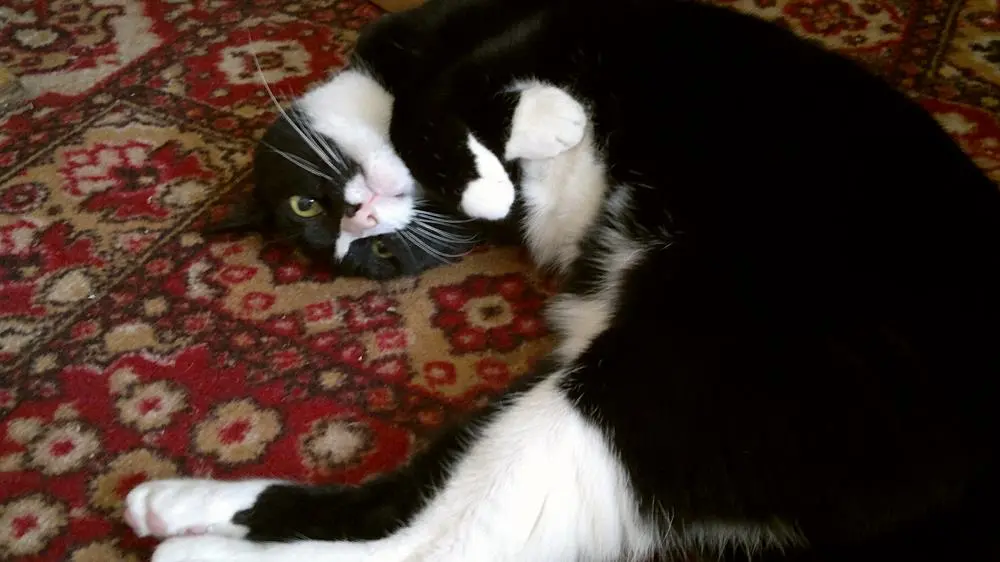 Image from Piki the Mighty Kat
