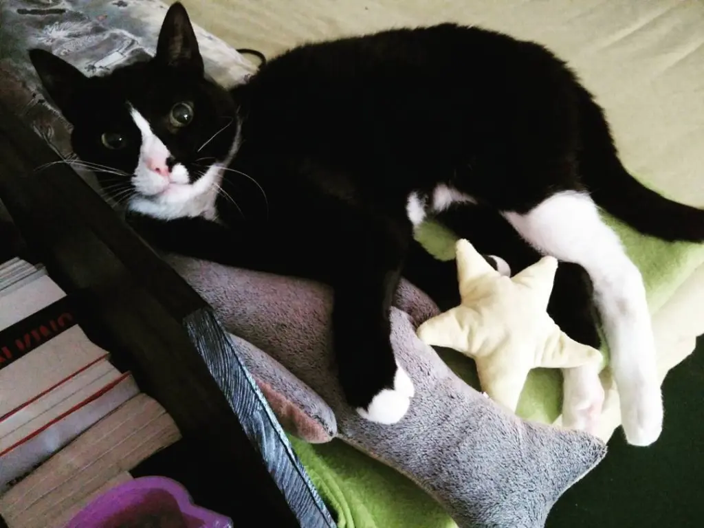Image from Piki the Mighty Kat