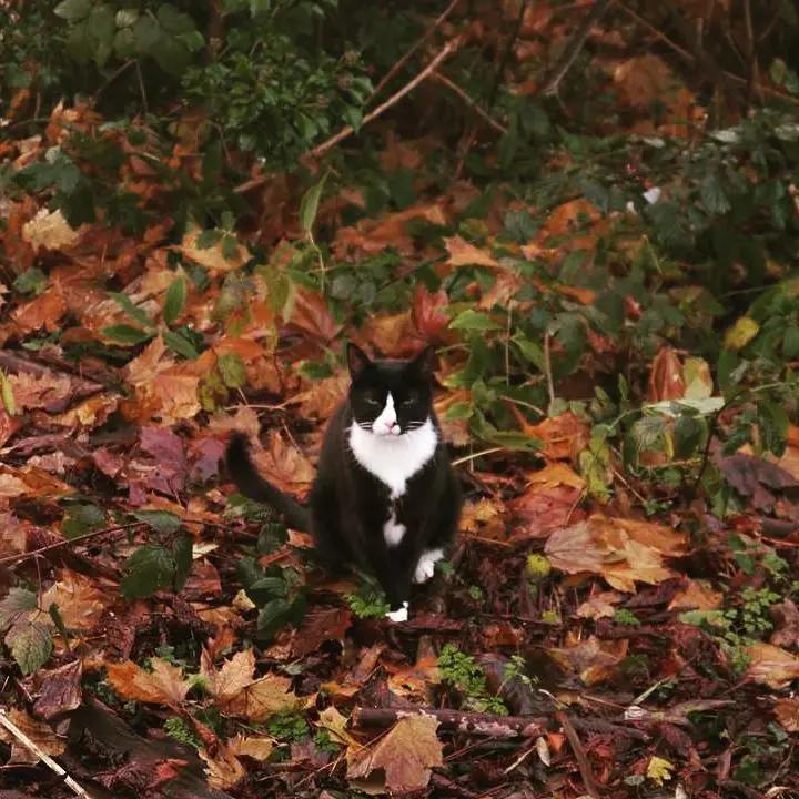 Image from Piki the Mighty Kat