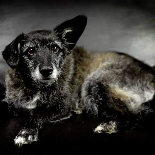 Condolence image of Frauchen