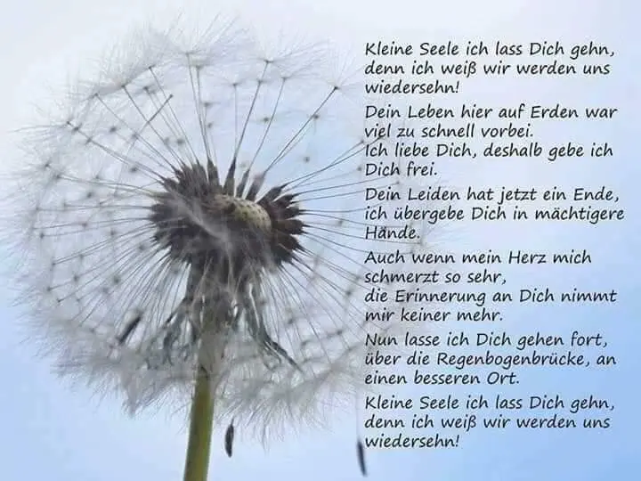 Image from Nele