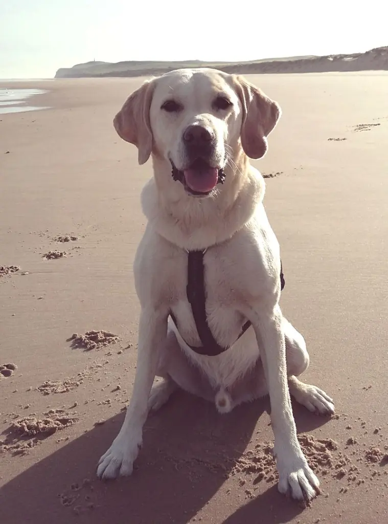 Andachtsbild von Andrea