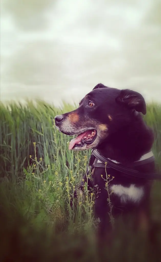 Bild von Romeo ❤️