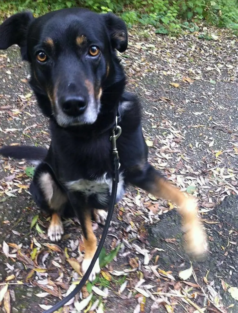 Bild von Romeo ❤️