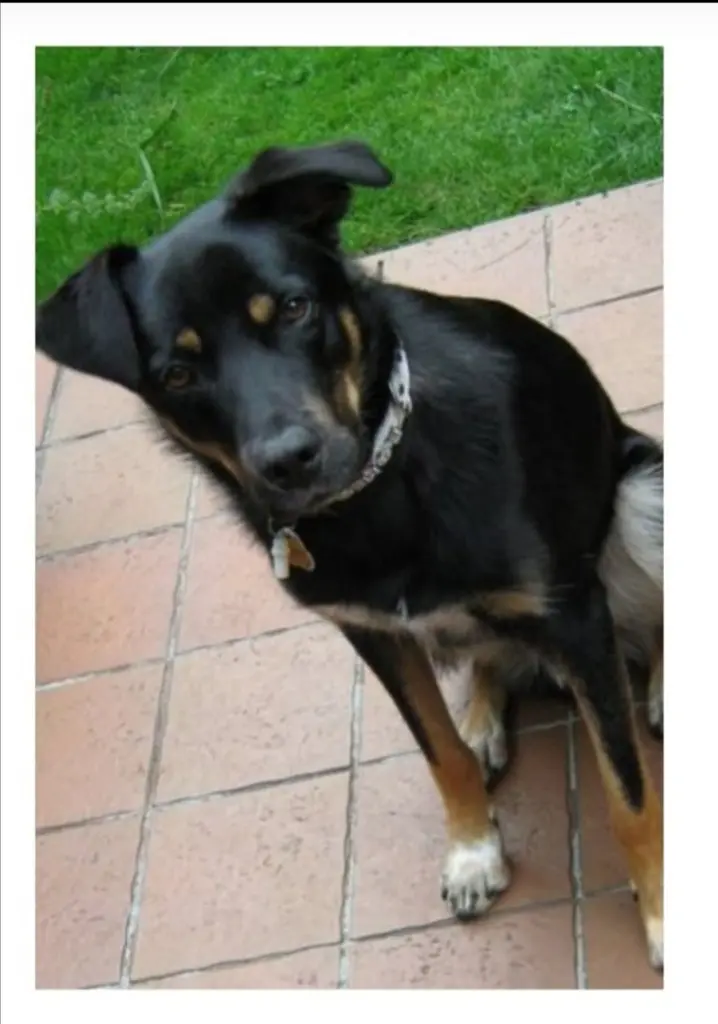 Bild von Romeo ❤️