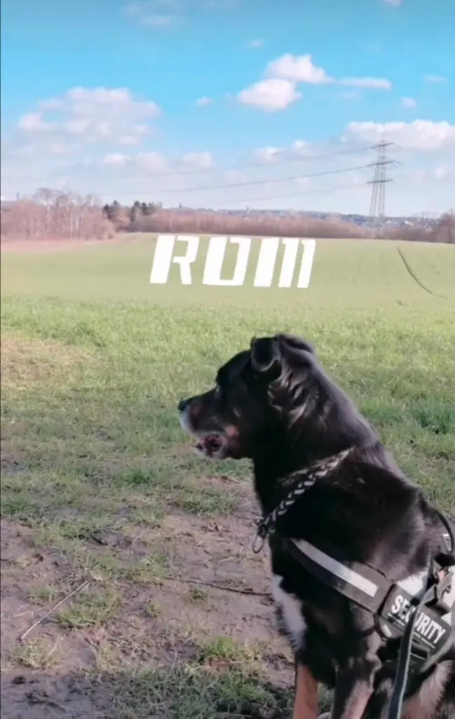 Bild von Romeo ❤️