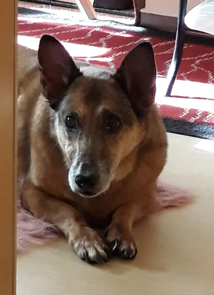 Image from Corgie