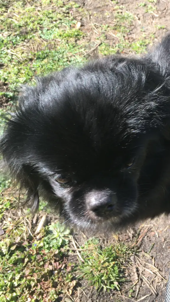 Andachtsbild von Ruth mit Atica im Herzen