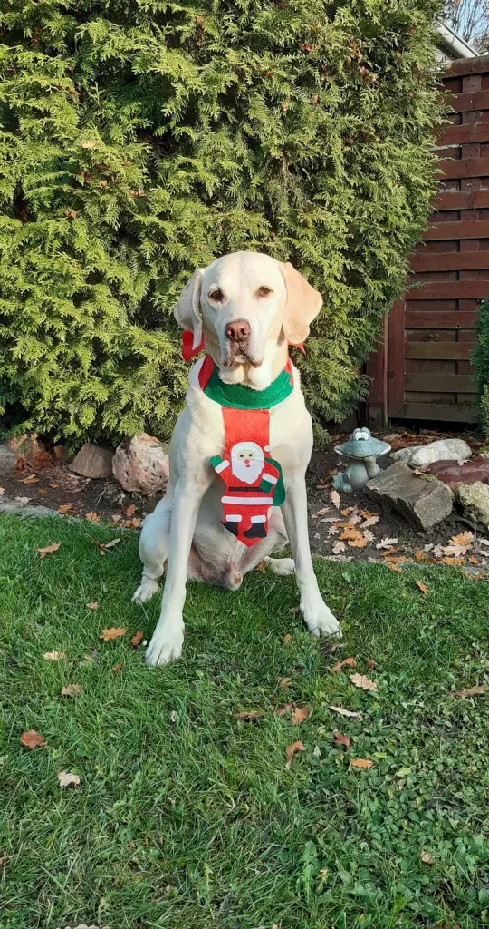 Andachtsbild von Andrea