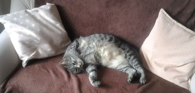 Andachtsbild von Silvia mit Gatita im Herzen, gest. 30.10.2020