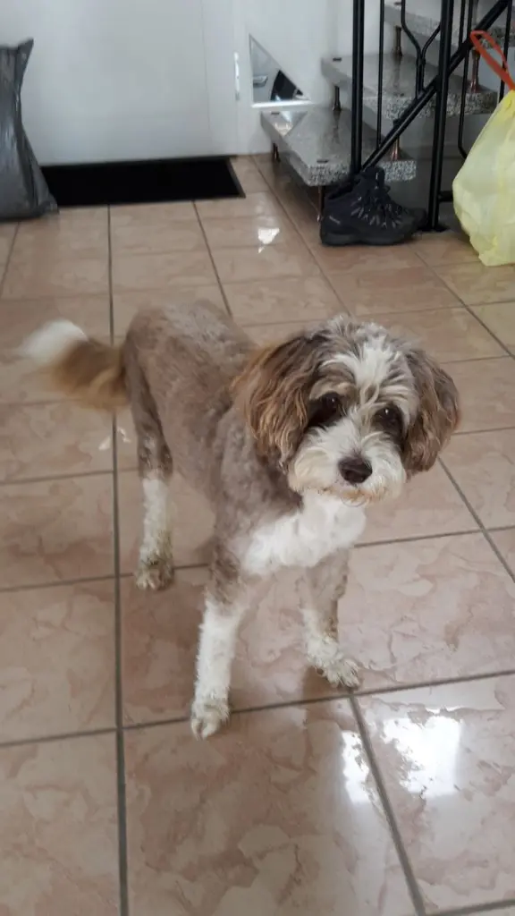 Andachtsbild von Bettina