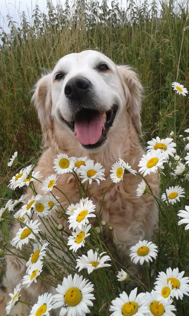 Andachtsbild von Unbekannt