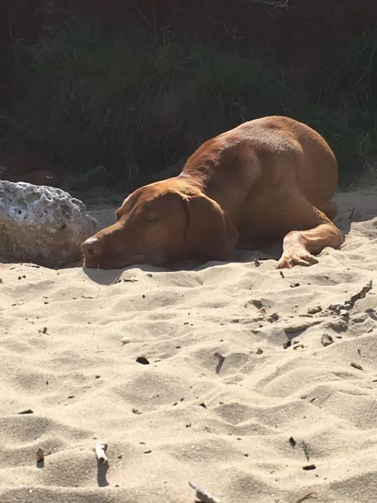 Andachtsbild von Janice