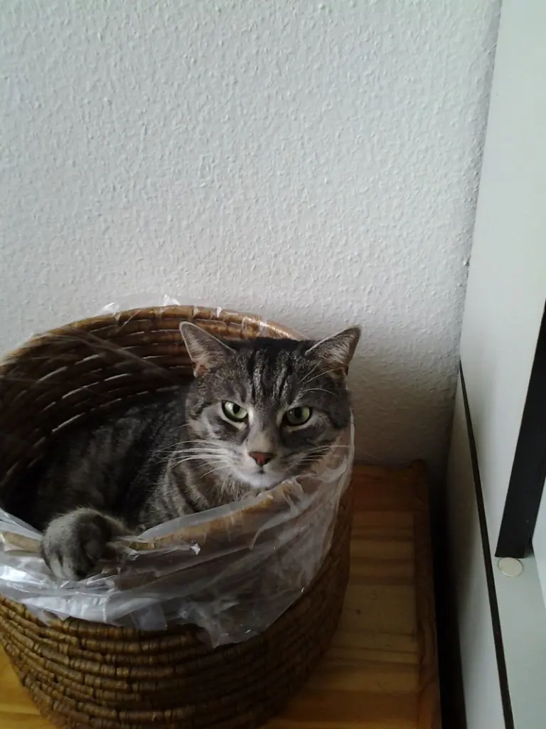 Andachtsbild von Silvia mit Gatita im Herzen