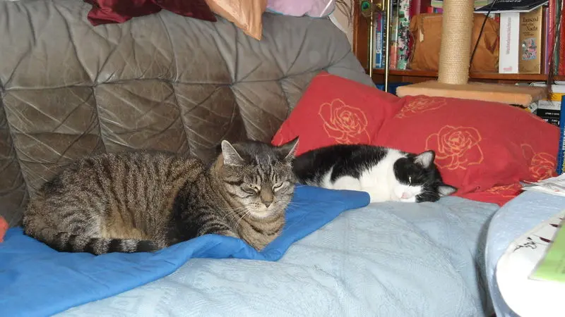 Andachtsbild von cornelia