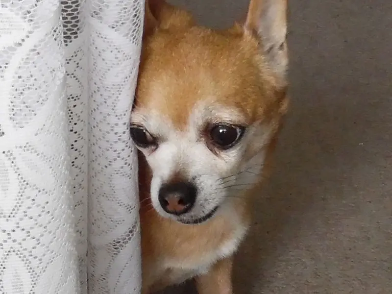 Andachtsbild von Irene mit *Jimmy * für immer im Herzen