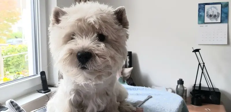 Andachtsbild von Uta