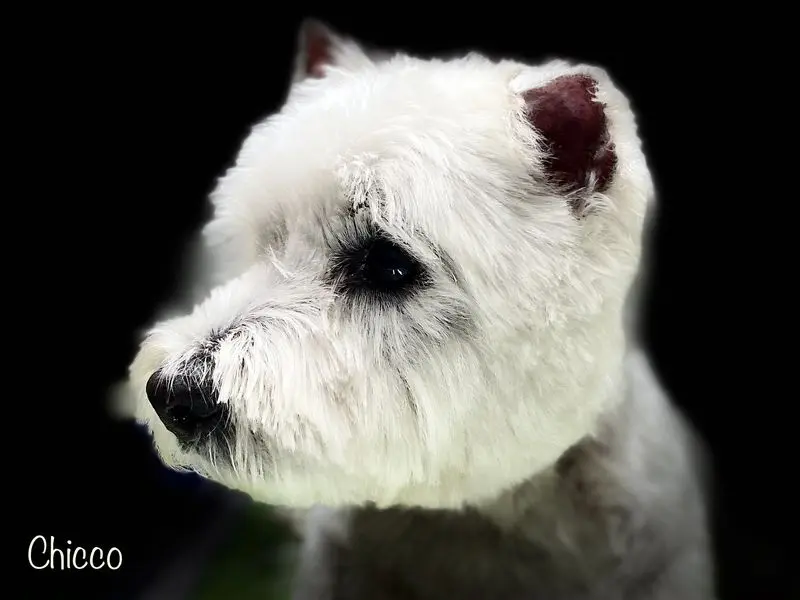 Andachtsbild von Angelika