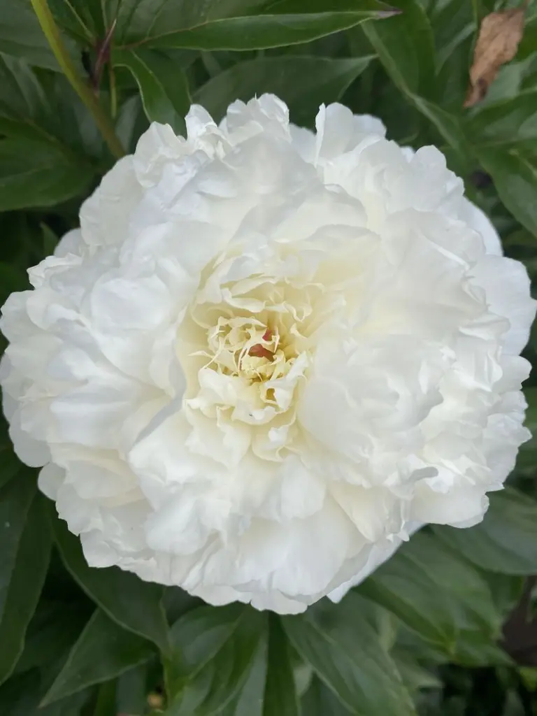 Andachtsbild von Deine dich Liebende Mama…