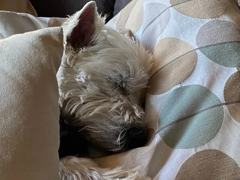 Andachtsbild von Deine Dich liebenden Mama ...