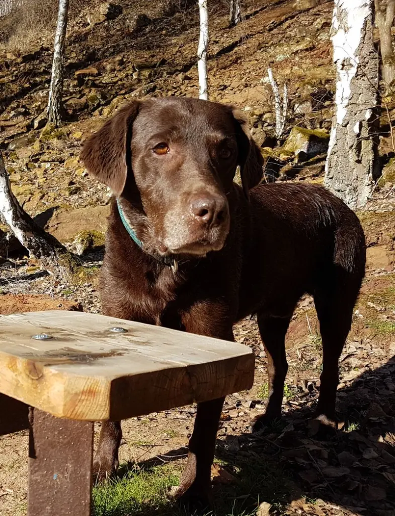 Andachtsbild von Silvana