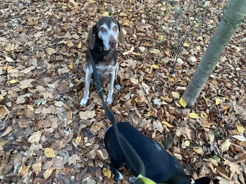 Andachtsbild von Sigunda Garbelmann