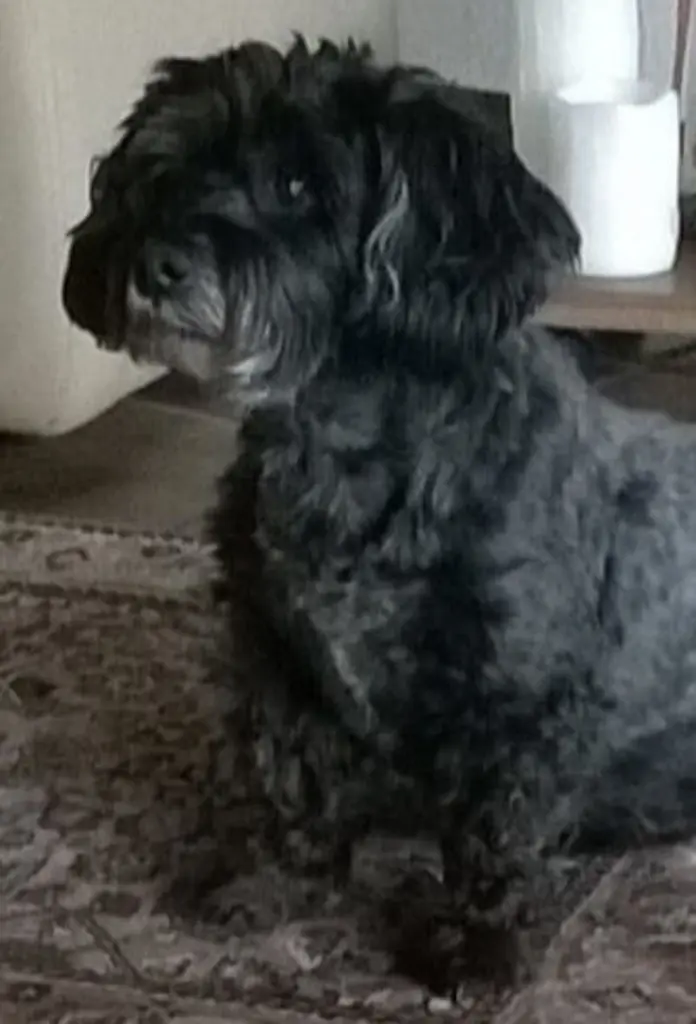 Andachtsbild von Elke mit Fiby im Herzen (+30.9.20)