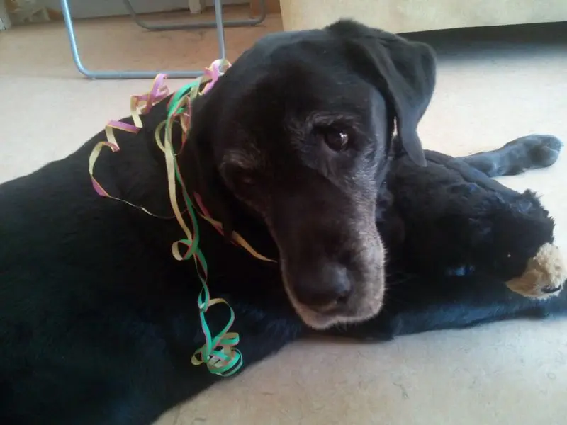 Andachtsbild von Marion mit Kira und Chicca für immer und ewig im Herzen♥