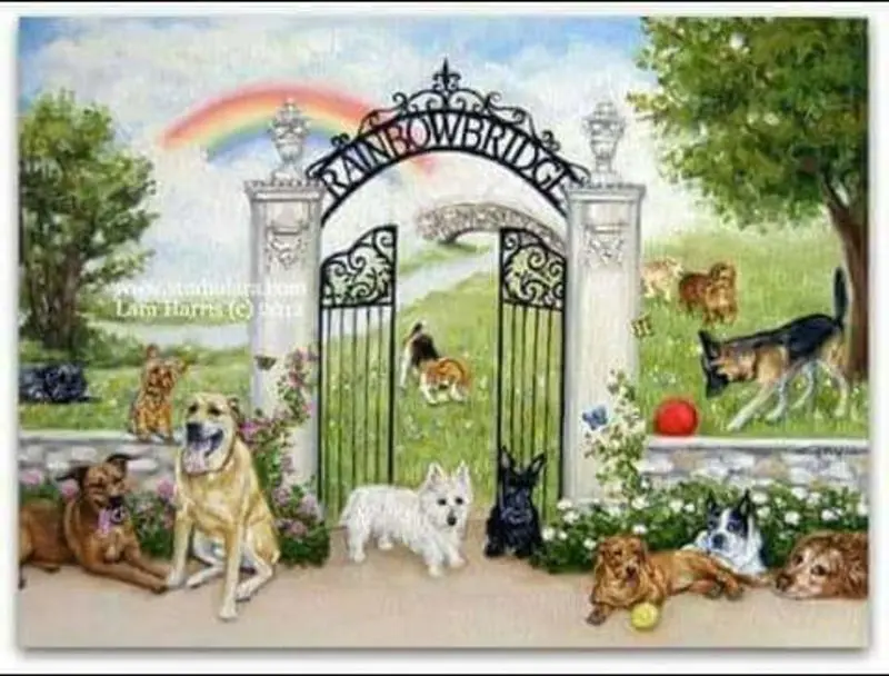 Condolence image of Sabine mit Luna & Milo tief im Herzen