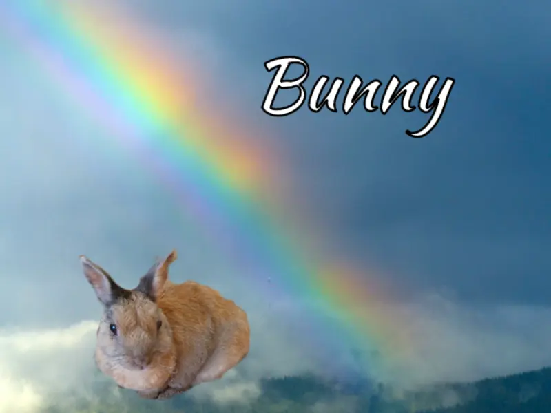 Condolence image of Patricia mit Bunny im ❤ gest. 24.11.2020