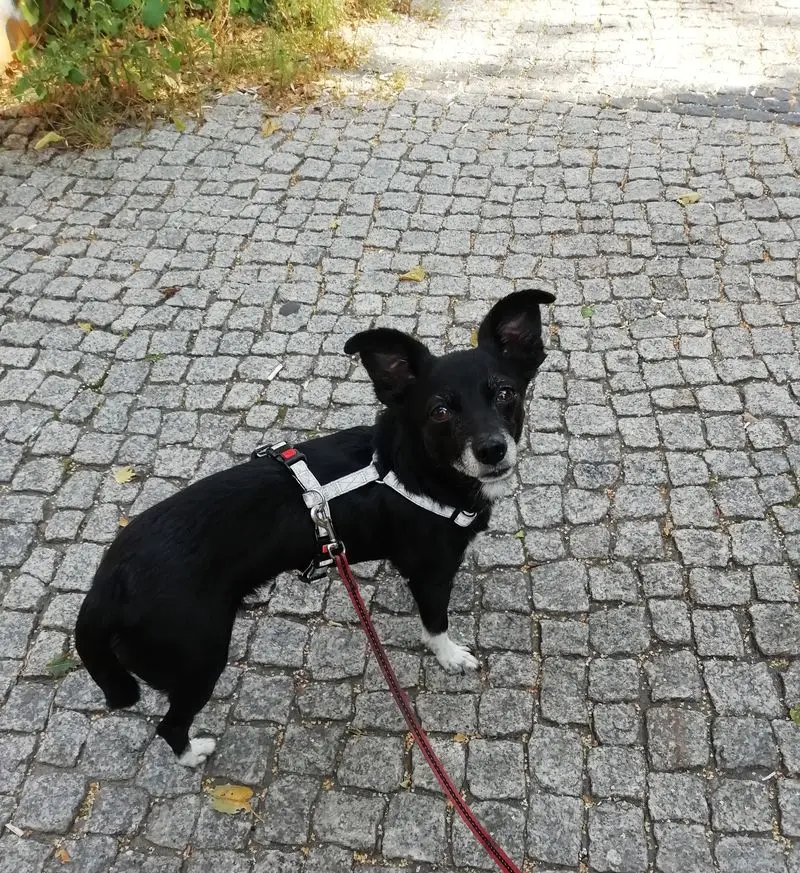 Condolence image of Martina mit Shima im Herze