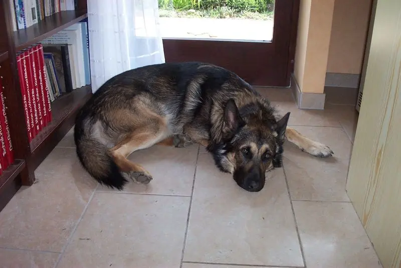 Condolence image of Josef