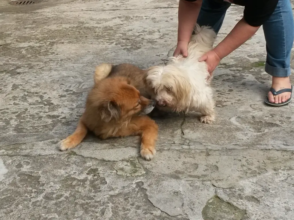 Image from Mogli