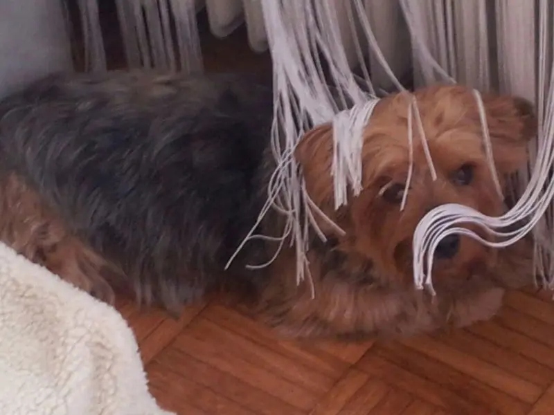 Andachtsbild von Claudia mit Dino (+ 21.12.20)