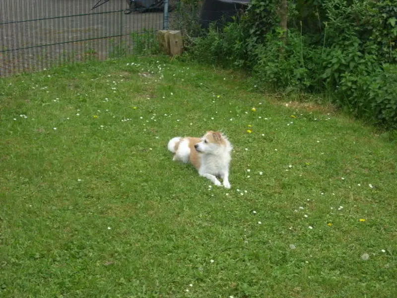 Andachtsbild von Unbekannt