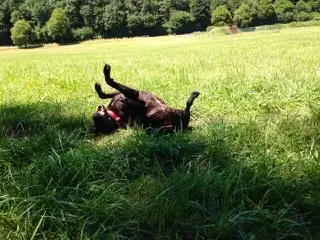 Bild von Maja