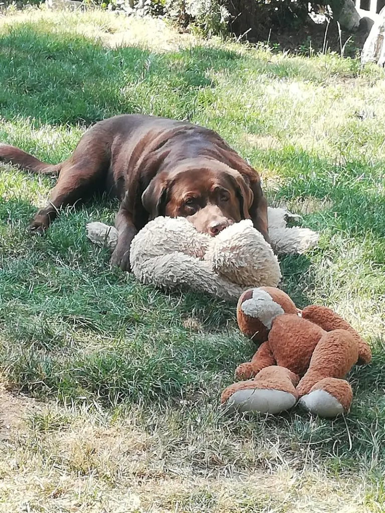 Condolence image of Bianka mit Ronja im Herz