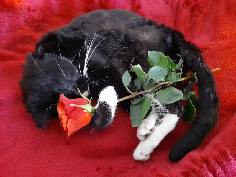 Condolence image of cornelia
