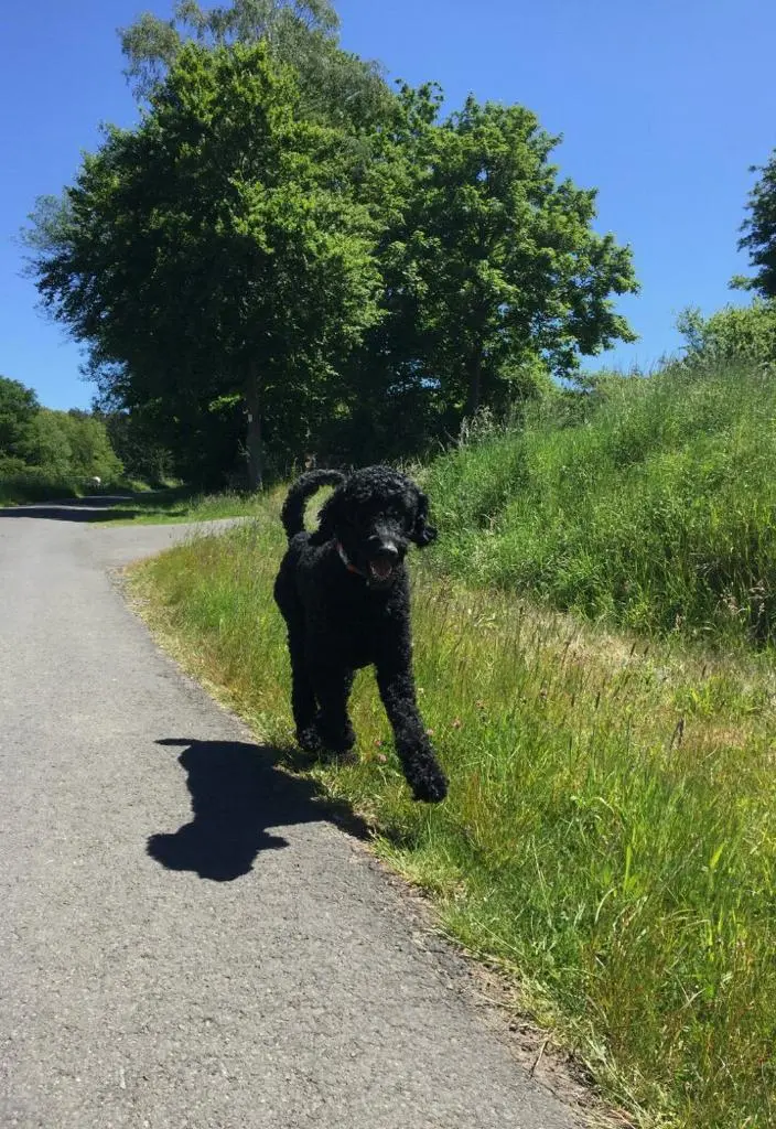 Image from Arthus