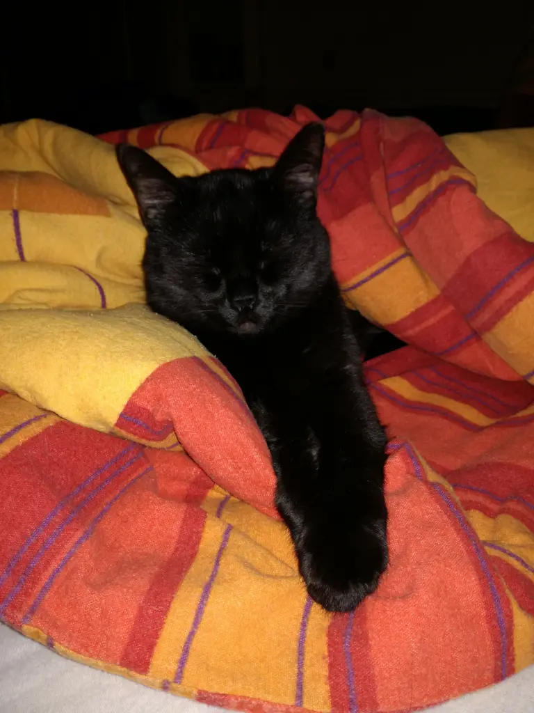 Image from Lotti